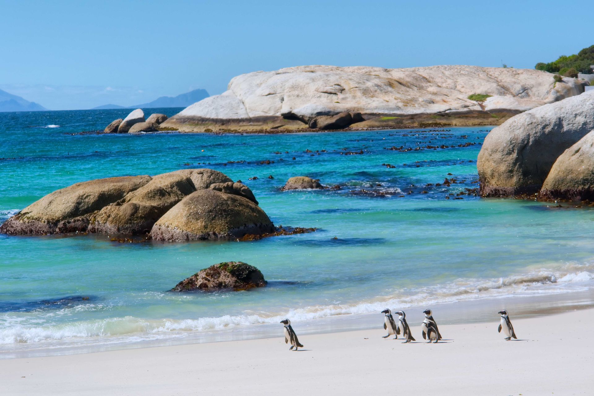 Penguins on Boulders Beach, a public beach in Cape Town, South Africa.
