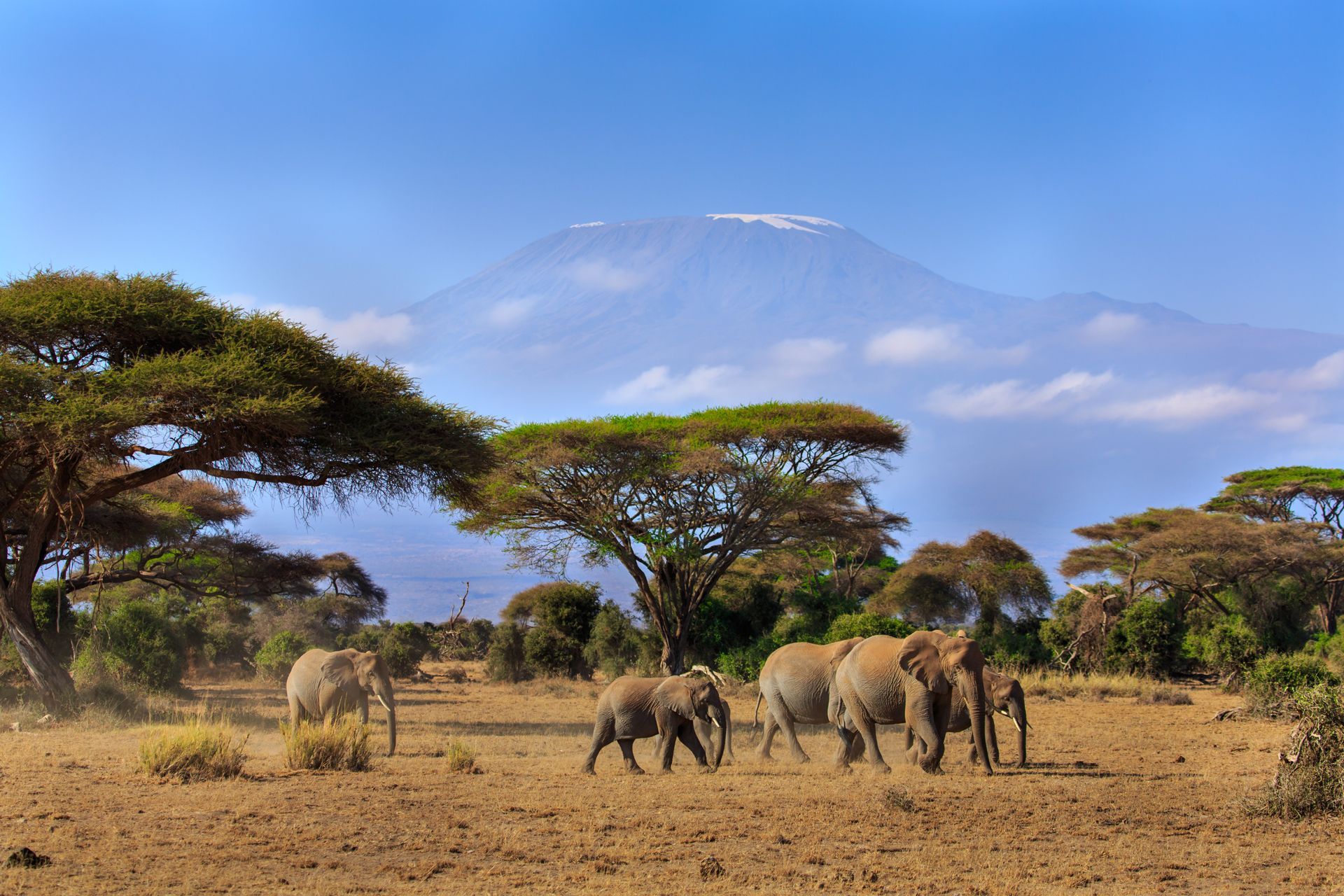 A herd of elephants in Amboseli National Park, Kenya.