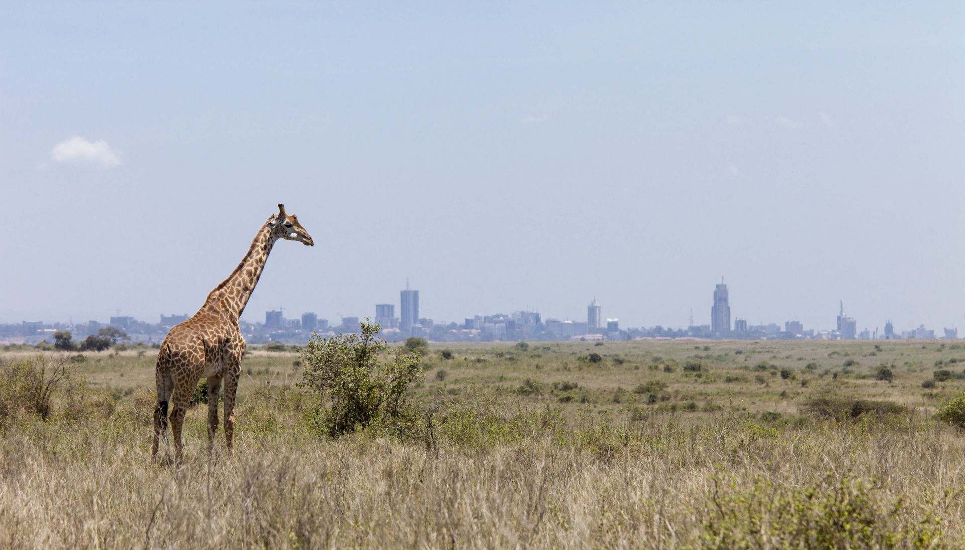 A northern giraffe in the wild in Kenya.