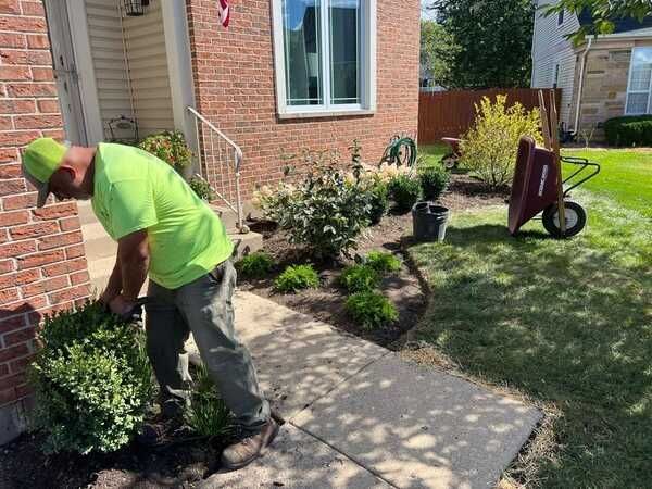 Person in green shirt trims bushes in front yard, wheelbarrow nearby.
