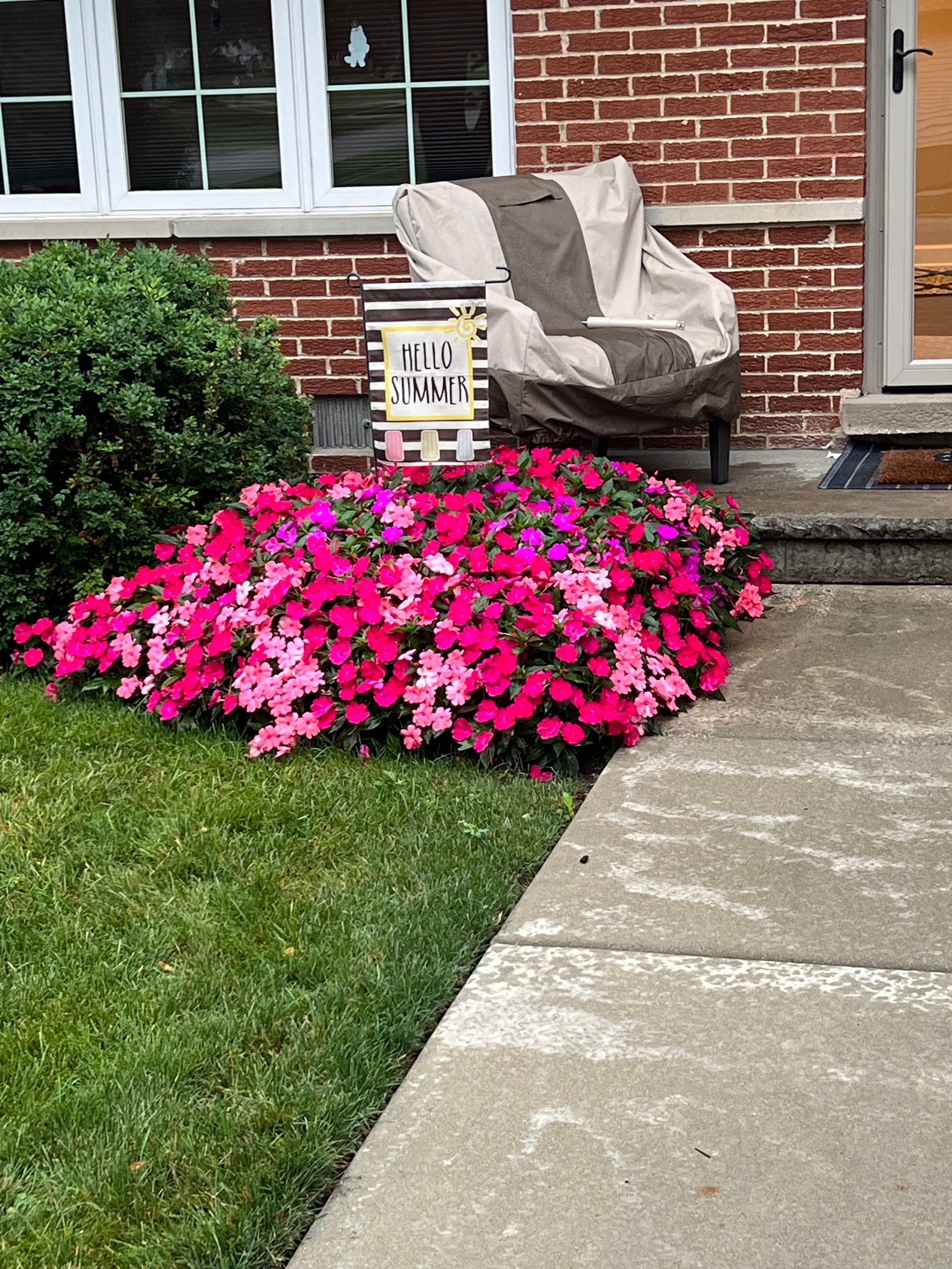 Pink and fuchsia flowers in a garden bed beside a sidewalk. A brick house, chair, and shrub are behind it.
