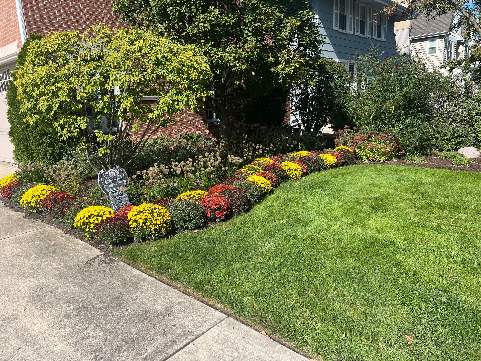 Colorful mums in a garden bed bordering a green lawn near a house with a gray sidewalk.