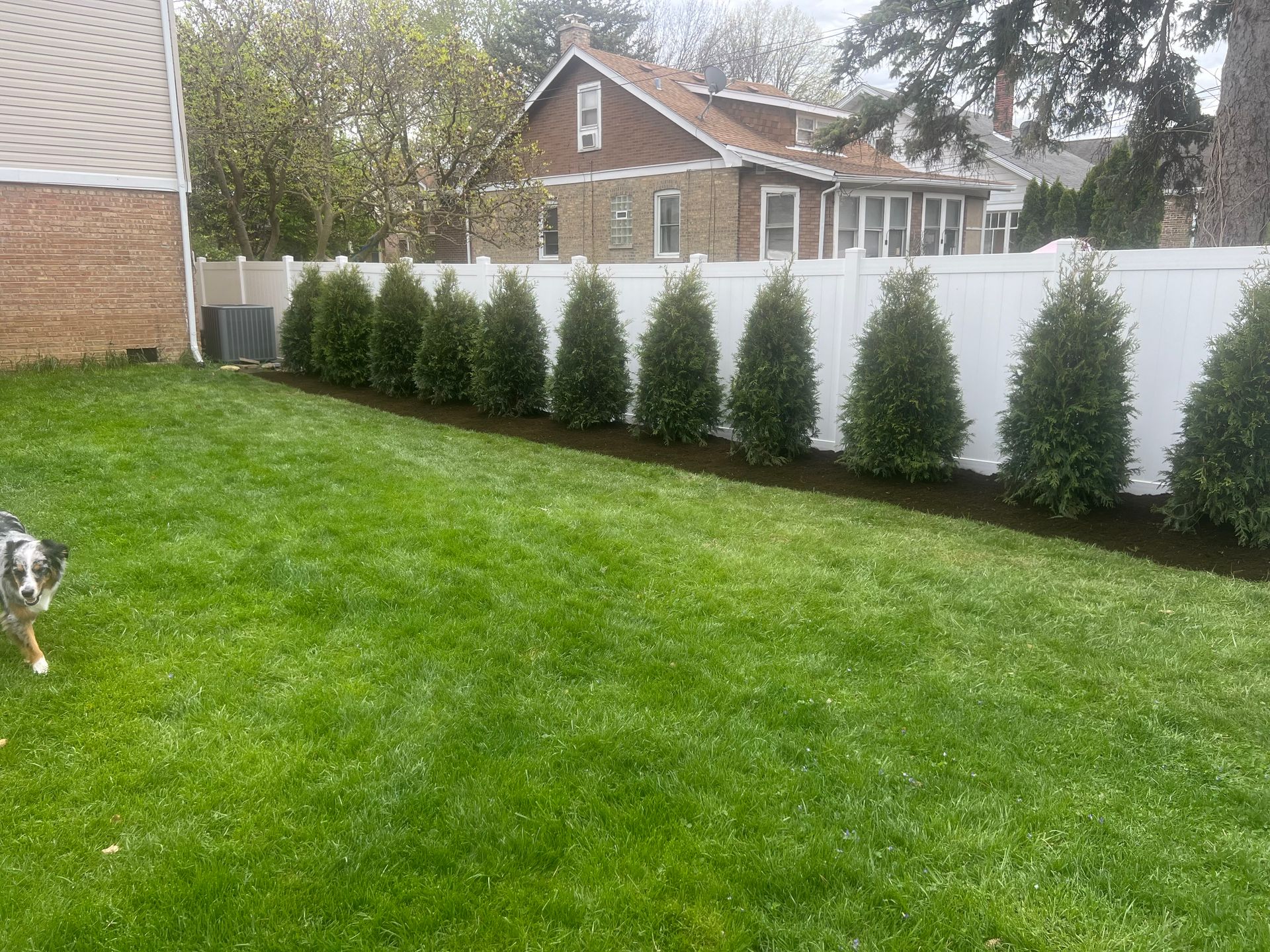 Green lawn with a row of evergreen trees along a white fence, dog in the corner.
