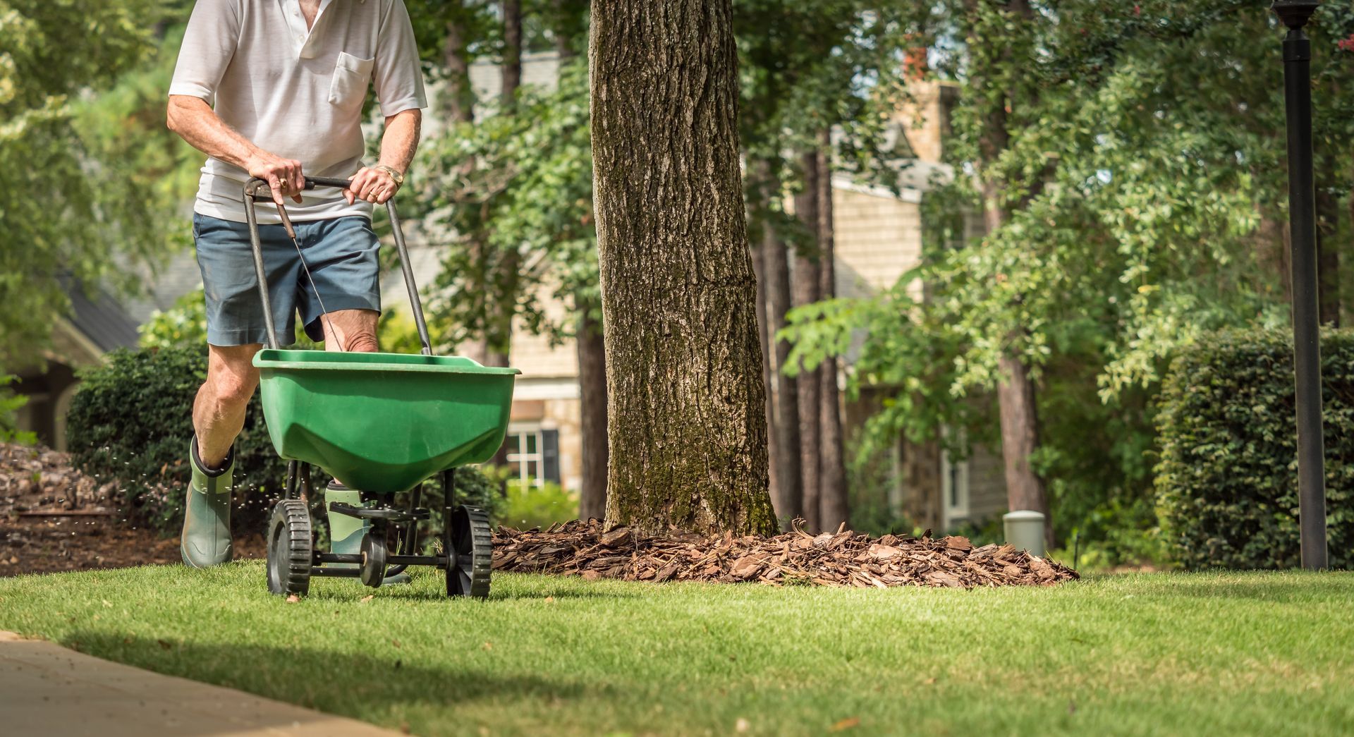 Man spreading fertilizer on lawn with green spreader near a tree.