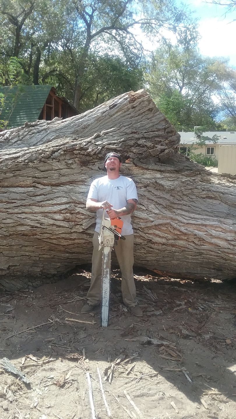 Tree crew trimming a large tree with bucket trucks and chainsaws in a suburban yard