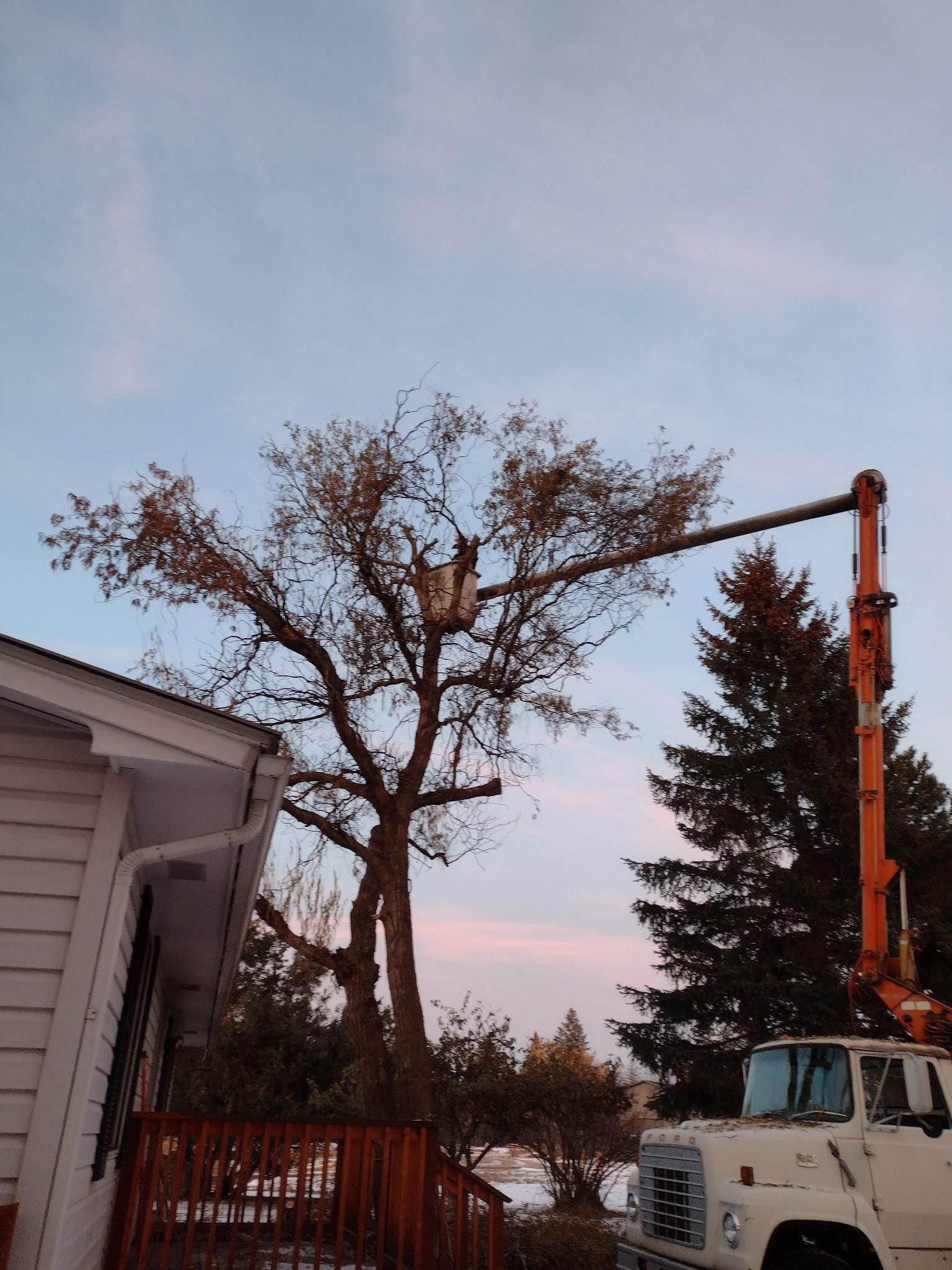 A man is cutting a tree with a chainsaw.