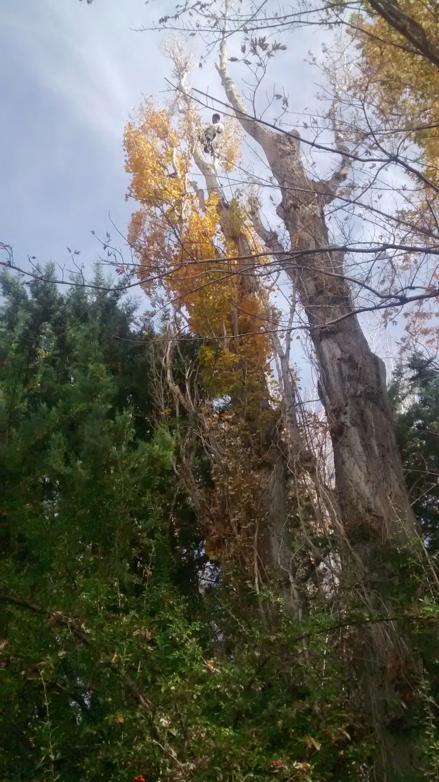 A man is cutting a tree with a chainsaw.