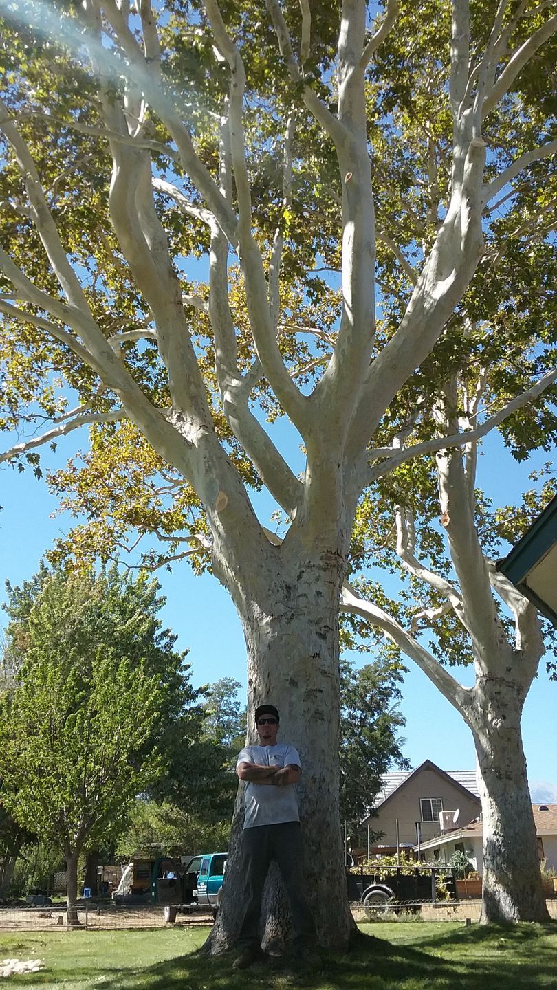A man is cutting a tree with a chainsaw.