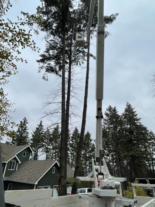 A man is standing on a ladder cutting a tree with a chainsaw.