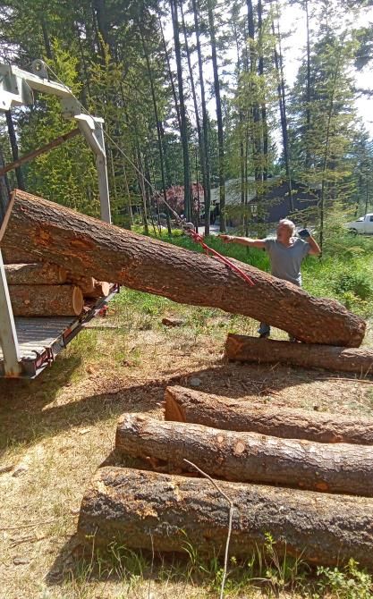 Tree crew trimming a large tree with bucket trucks and chainsaws in a suburban yard