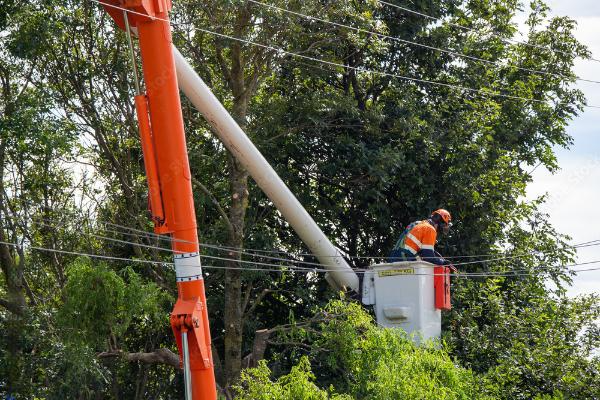 A man is standing on a ladder cutting a tree with a chainsaw.