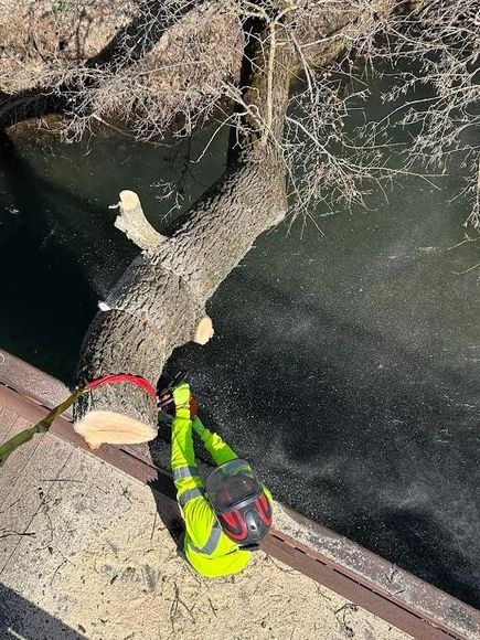 Cabling & Bracing — Yuba City, CA — Twin Cities Tree Service Cabling & Bracing — Yuba City, CA — Twin Cities Tree Service