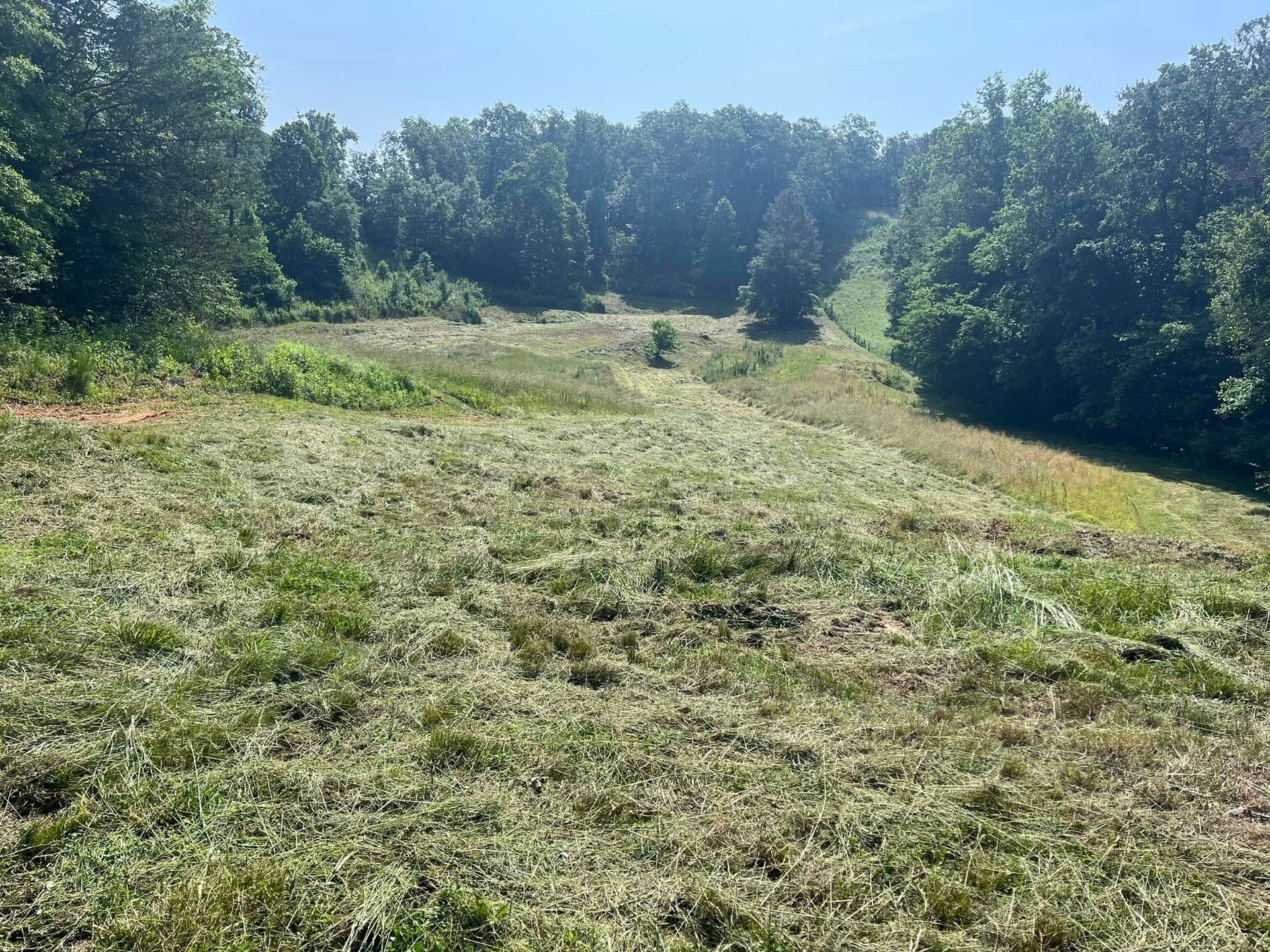 Sunny grassy hillside with trees lining the top and sides under a clear blue sky