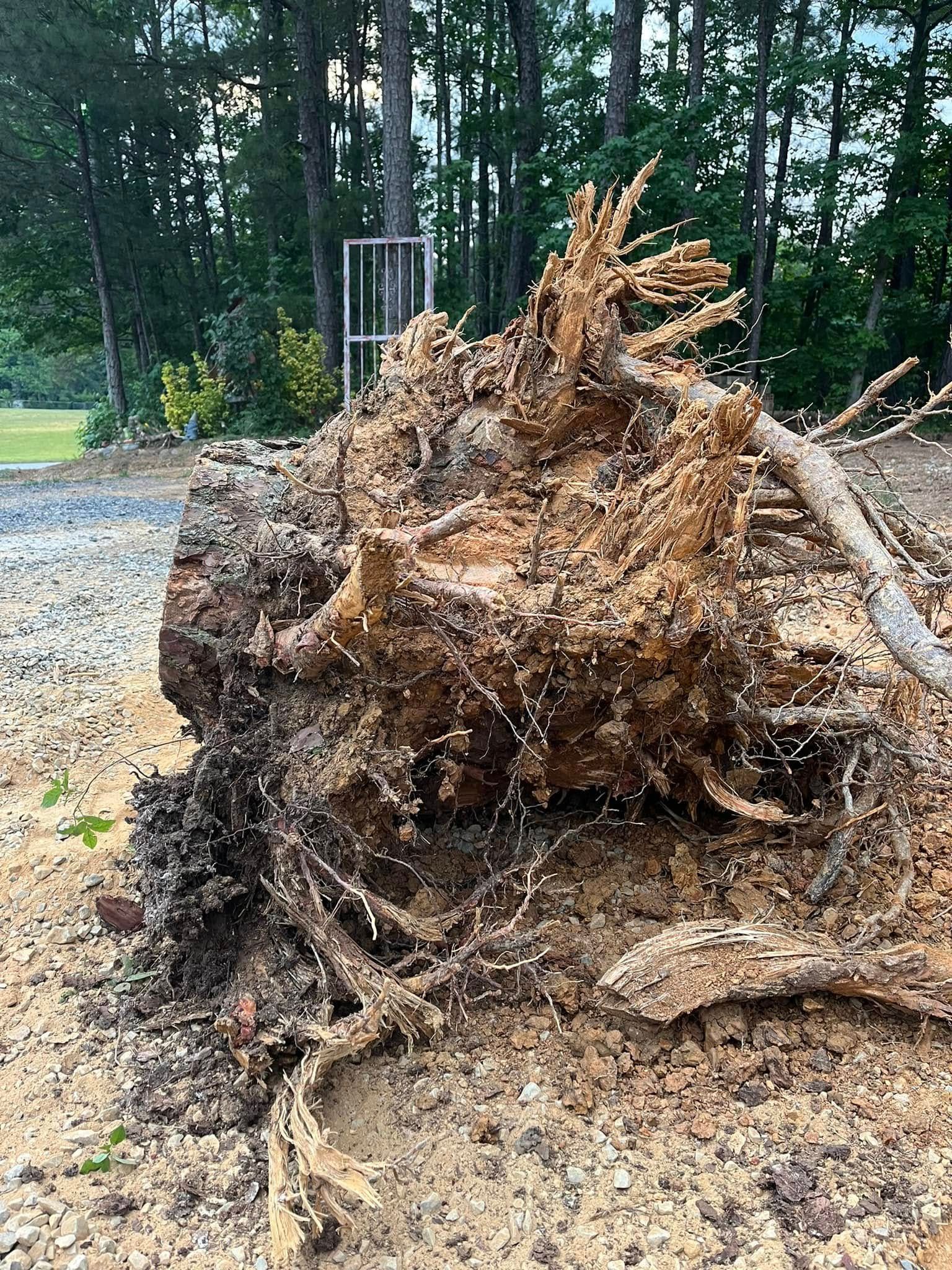 Uprooted tree with tangled roots on gravel, surrounded by forest trees.
