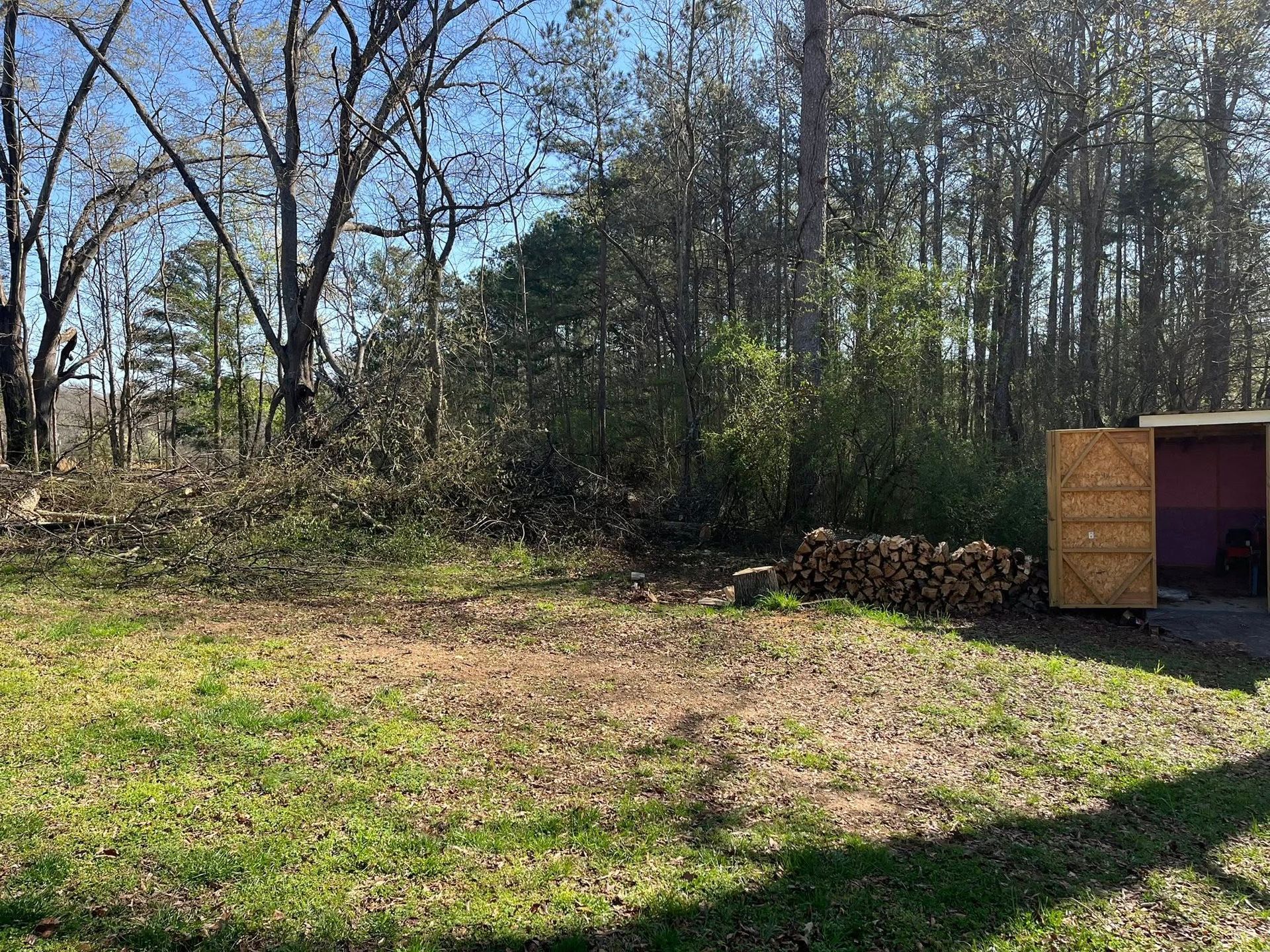 Grassy backyard with leafless trees and a small wooden shed at the right edge