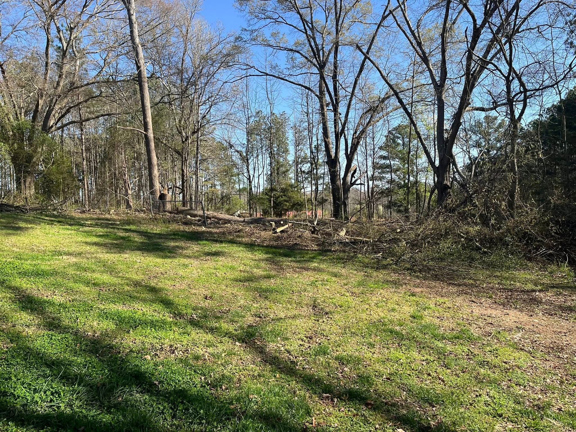 Wooded clearing with green grass, leafless trees, and bright blue sky