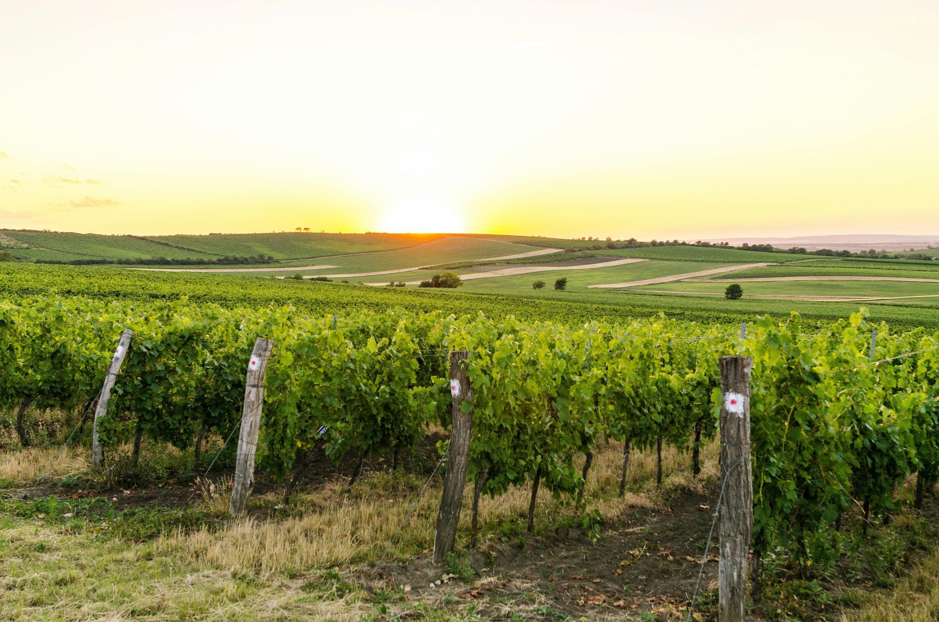 Image of a Wine with Wine Cork Grapes and Other Recipe for Wine | Brunswick East, Vic | All Premium Wines Wholesale