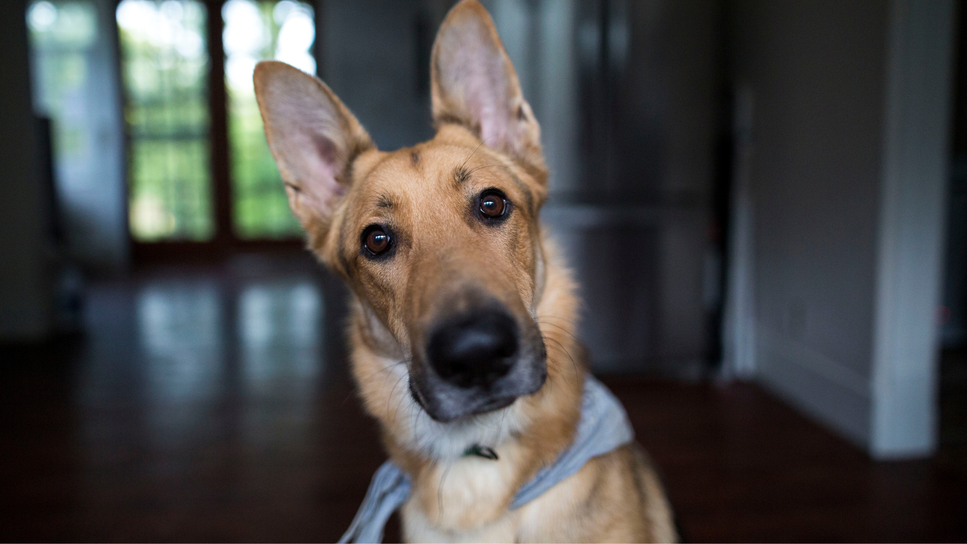 Bed bug Sniffing Dogs