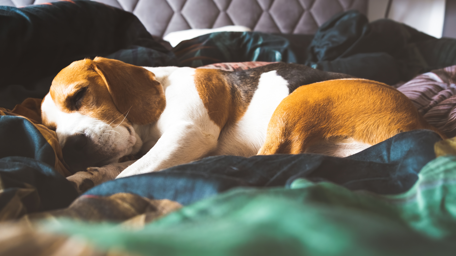 A trained beagle bed bug detection dog sniffing along a mattress seam in a bedroom.