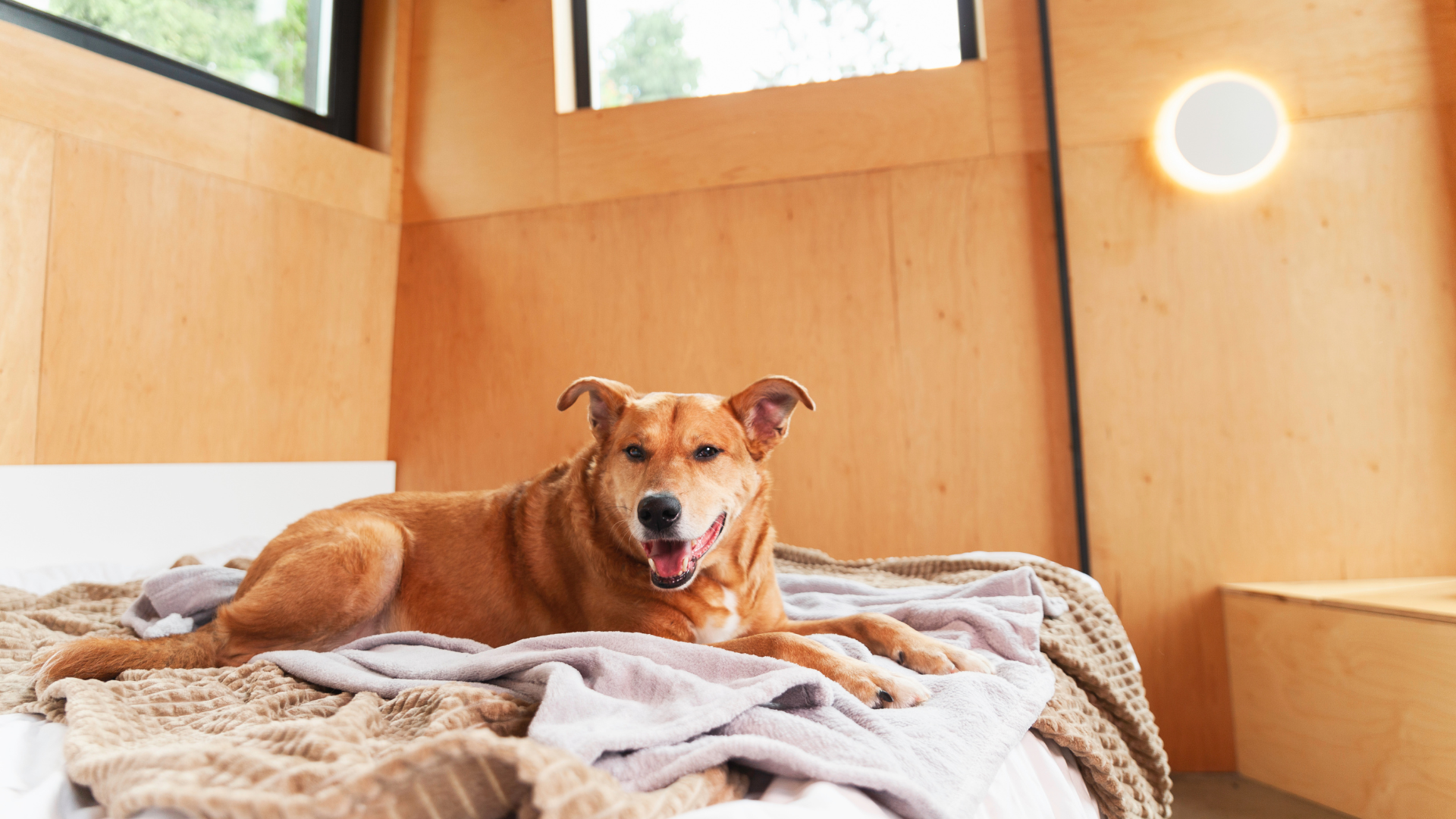 A professional K9 handler inspecting a clean hotel room with a small, alert scent detection dog.
