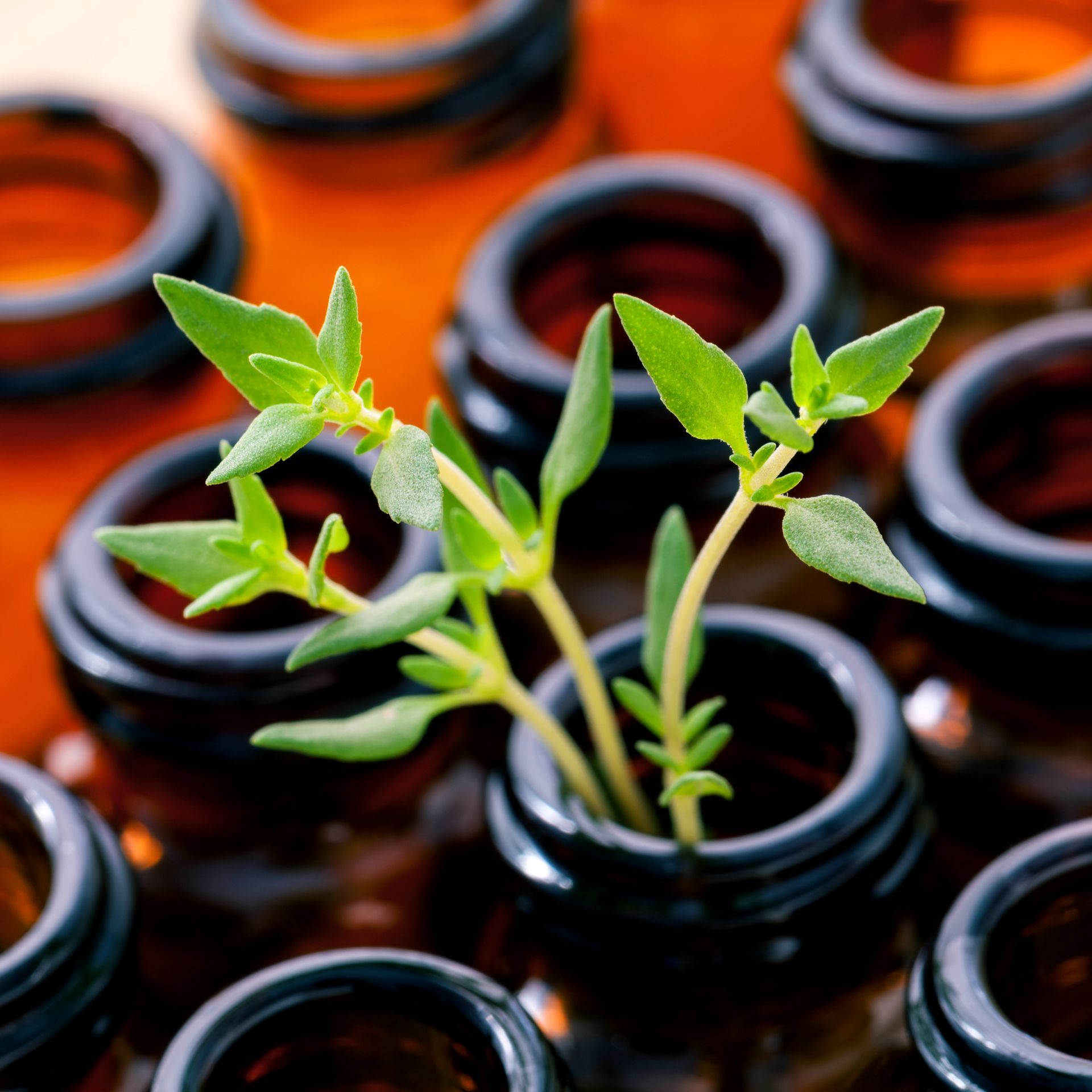 Infused Oils