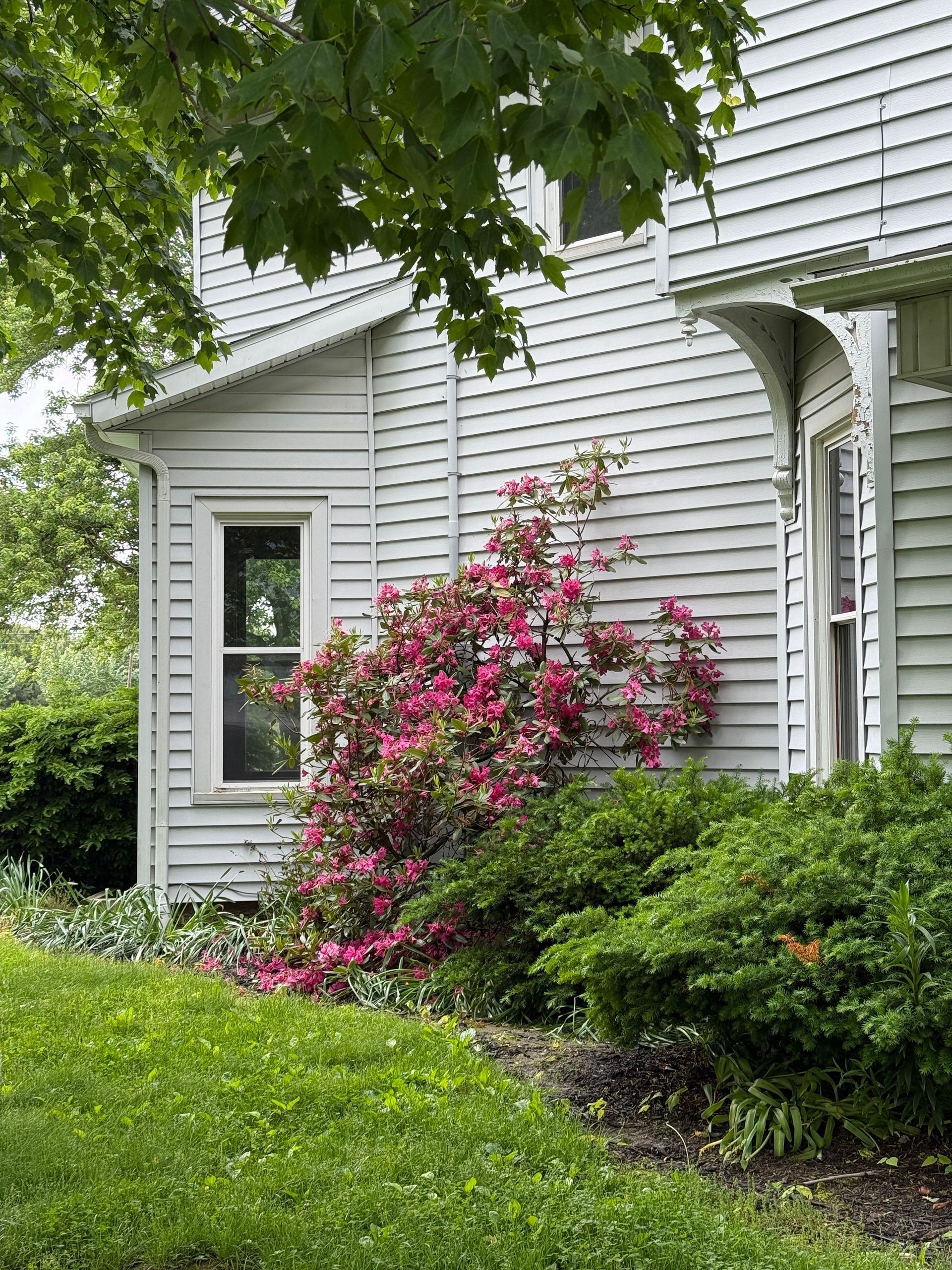 White house exterior with pink flowering bush and green shrubs under leafy tree branches