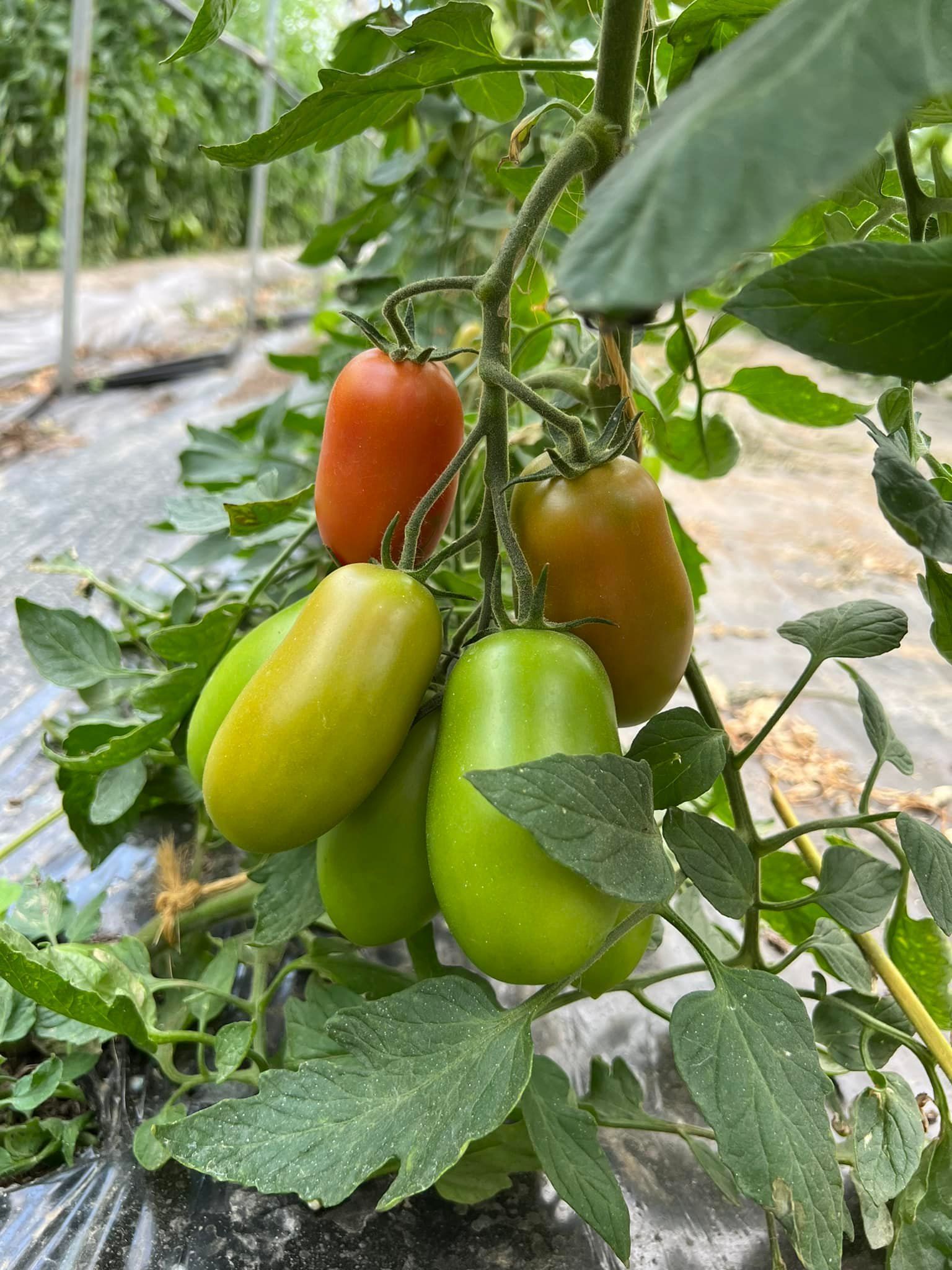pomodori