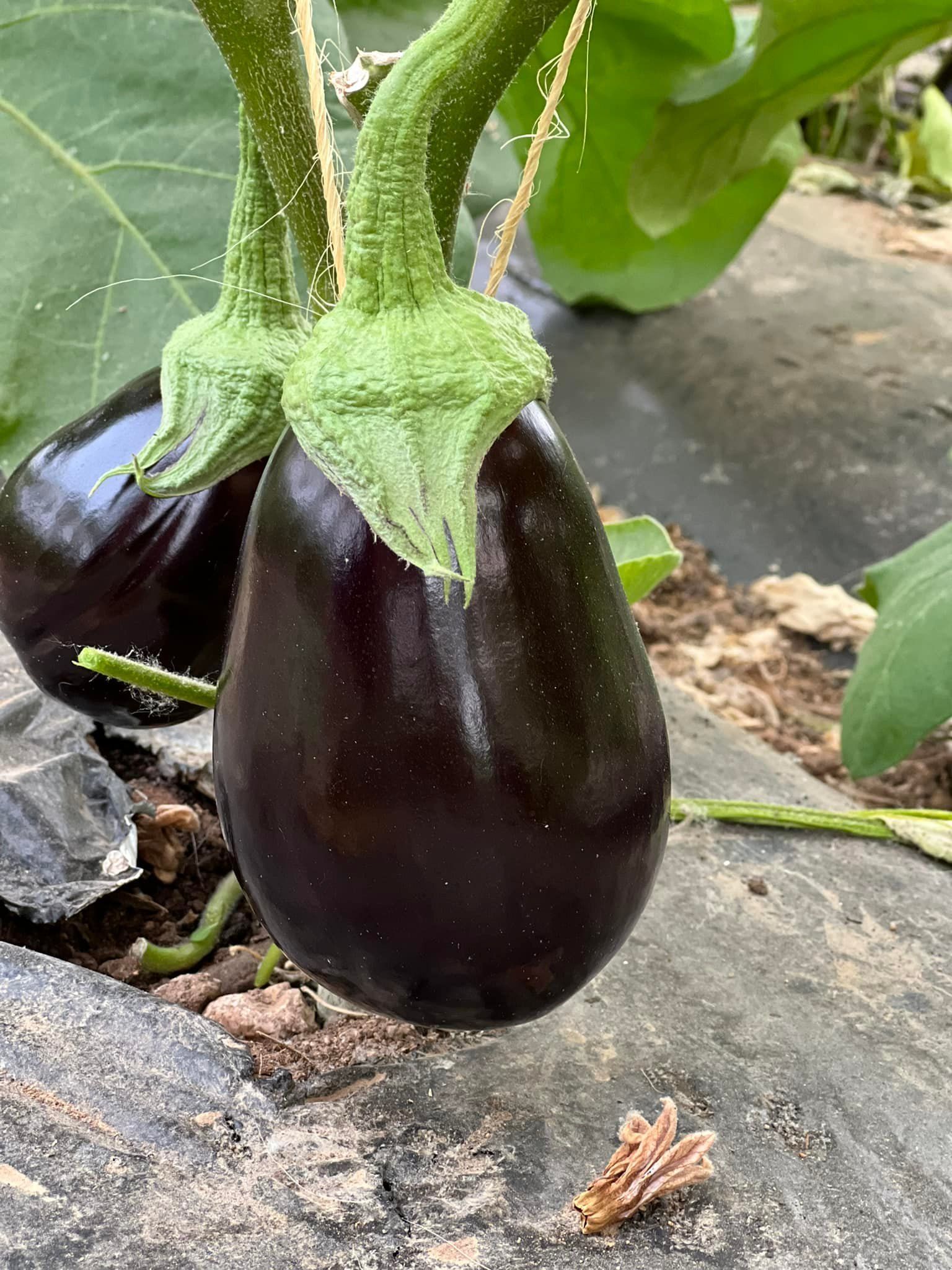 melanzane