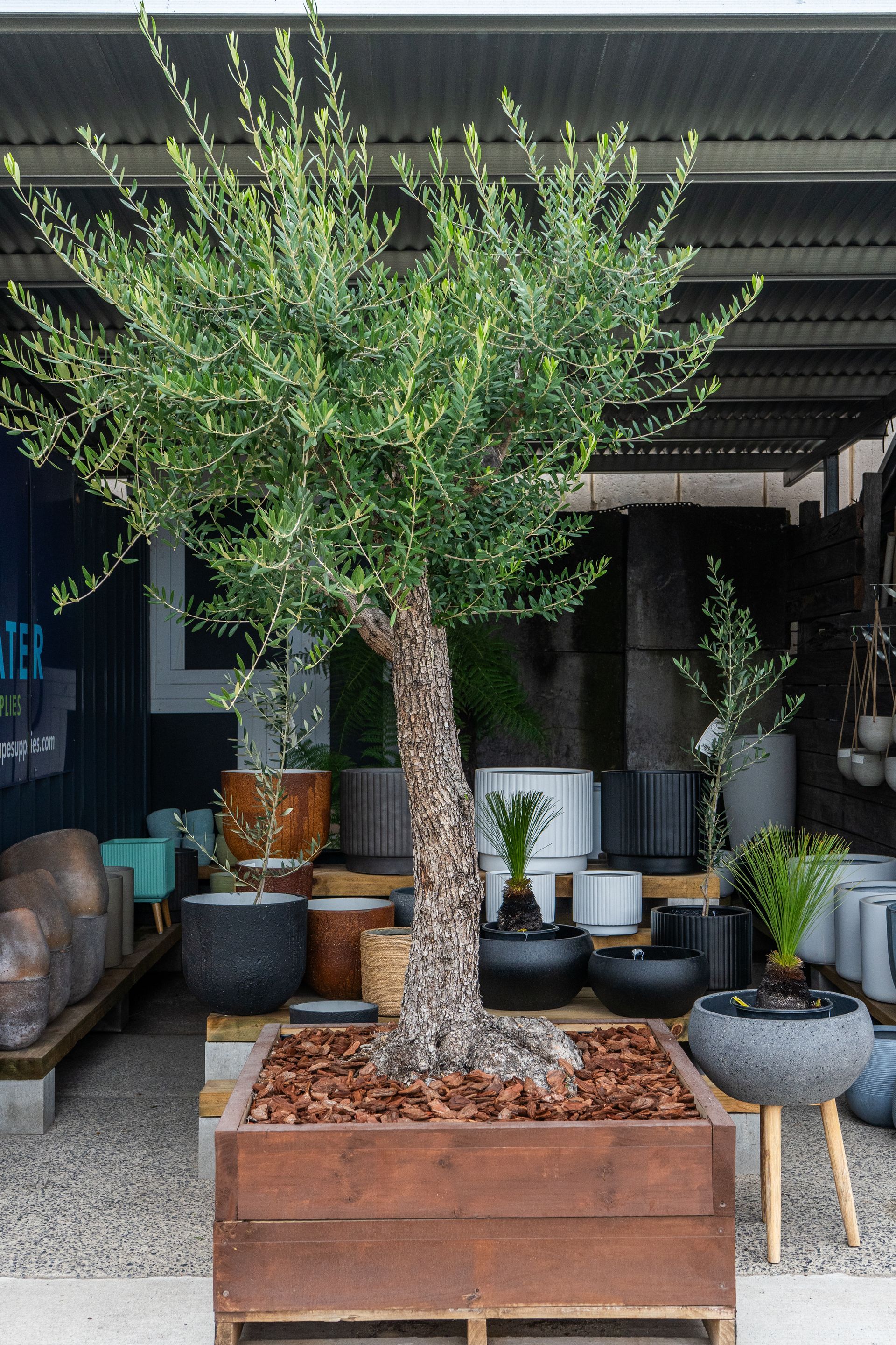 Potted olive tree in a large rust-colored planter on a shaded patio with outdoor seating