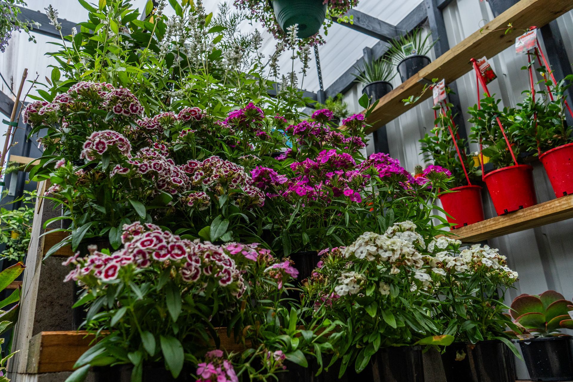 Colorful potted flowers and greenery displayed in a greenhouse garden shop