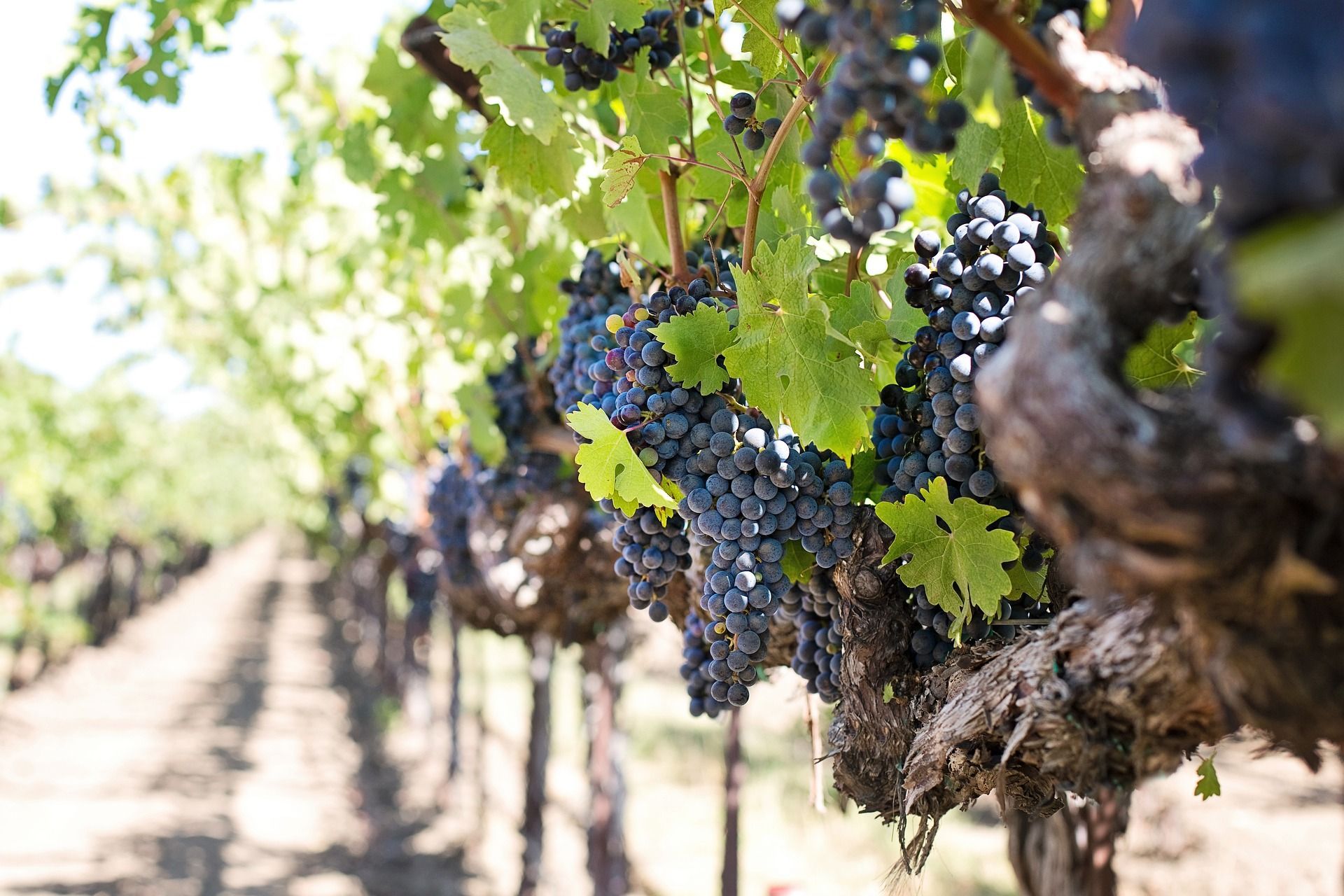 Winery