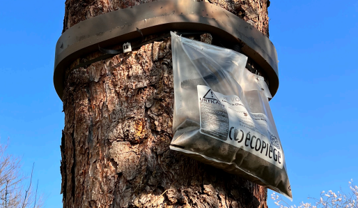 Un arbre avec un sac en plastique attaché dessus.