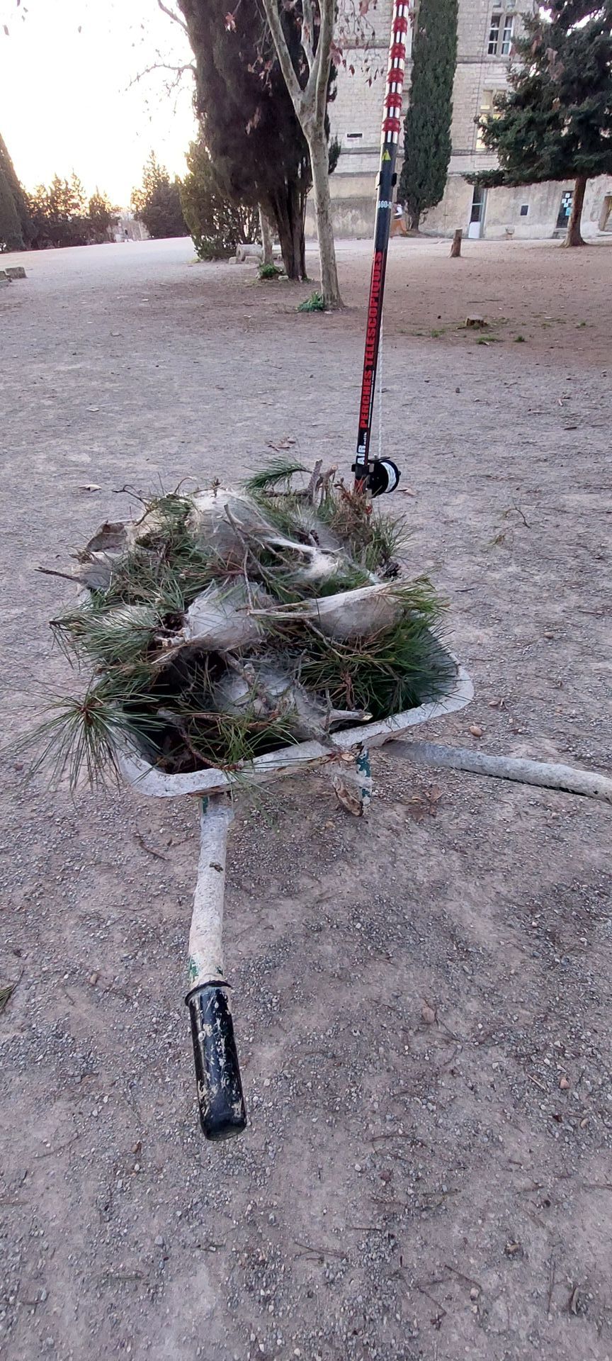 Echenillage cocons Chenille processionnaire du pin