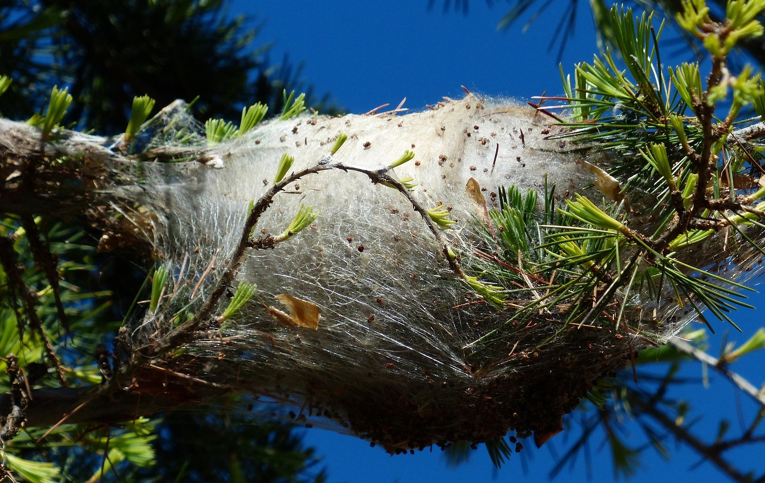 Une toile d'araignée est suspendue à une branche d'arbre.
