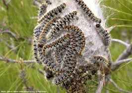 Chenille processionnaire du Pin