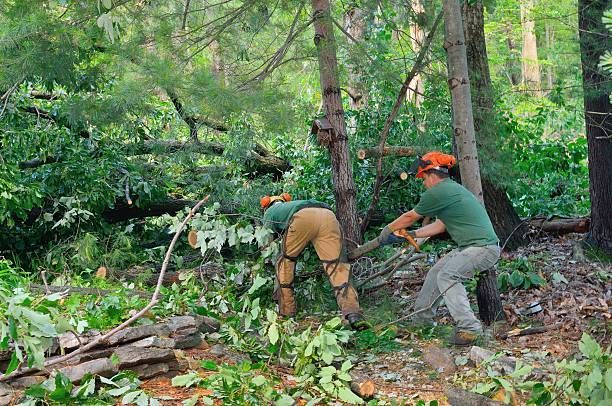 Expert Tree Trimming, Removal & Stump Grinding in Greenville, TX