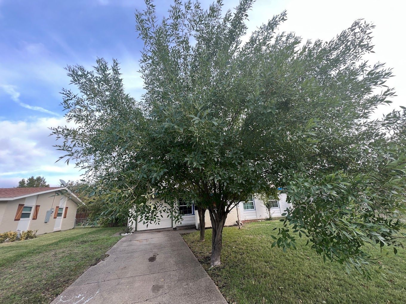 Trusted Stump Removal Experts Serving Greenville, TX