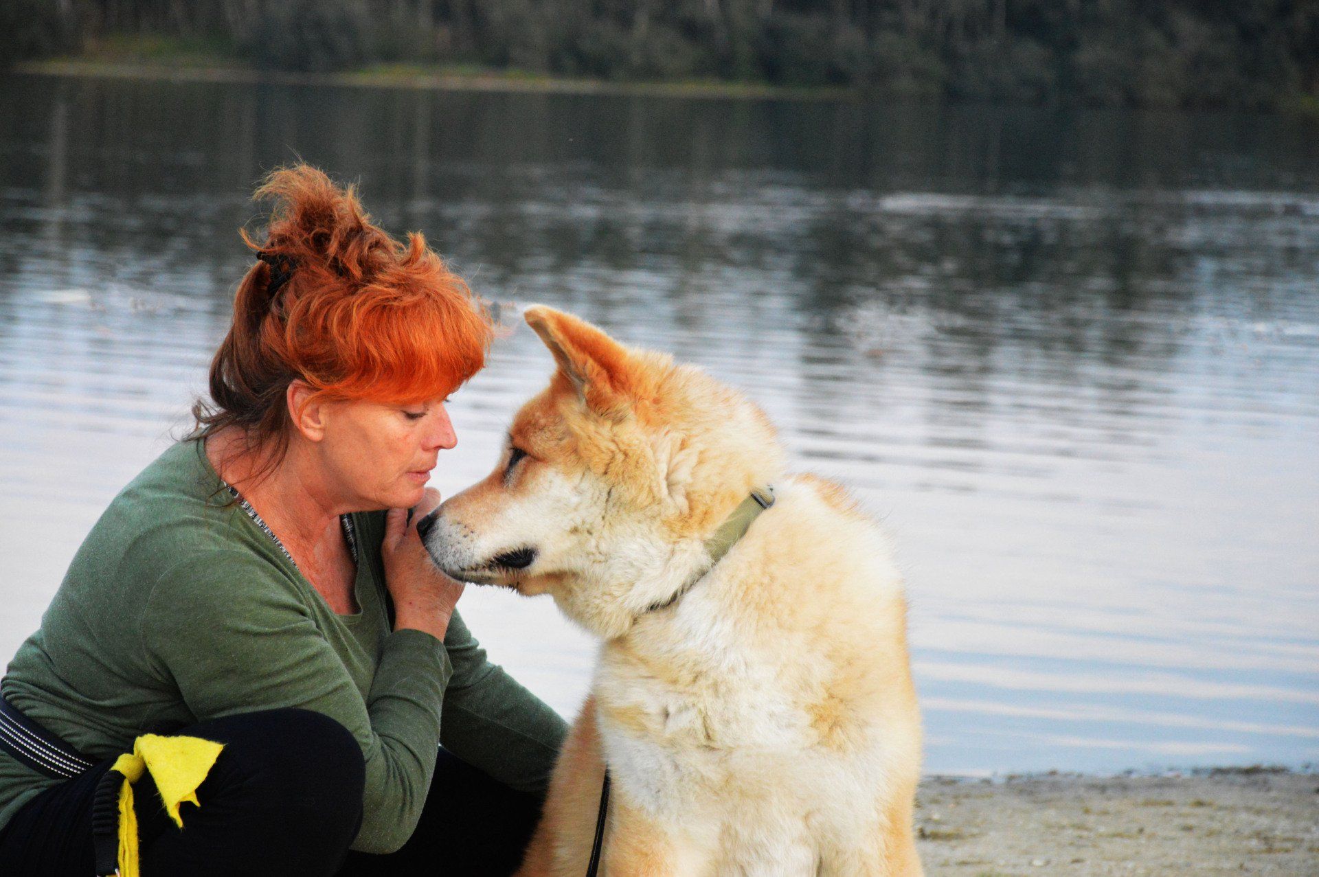 Buddy mens en akita, gedrag, deskundige, energetisch werken, akita, problemen, trekken aan de riem