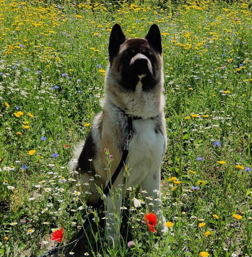 Luca, buddy mens en Akita, irma bolijn, akitarescue, spiegel van de ziel