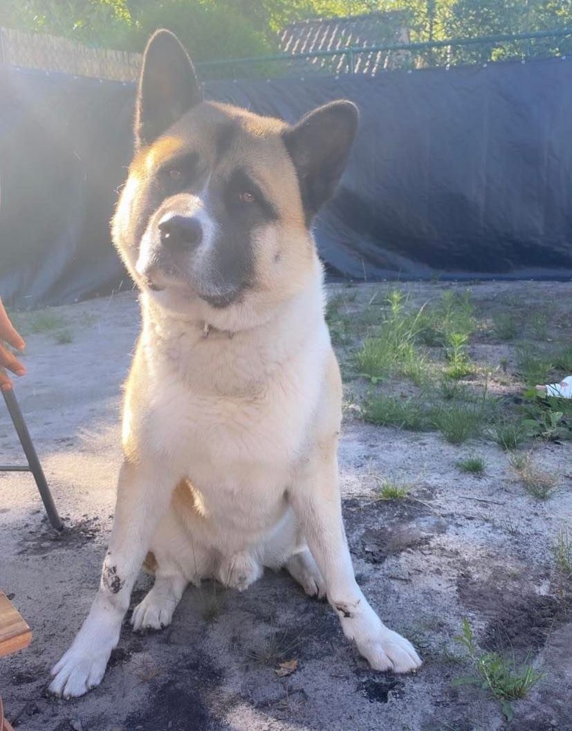 Buddy voor mens en Akita, Spiegelcoaching, Akitarescue, Malamute, Husky, Spiegel van de Ziel