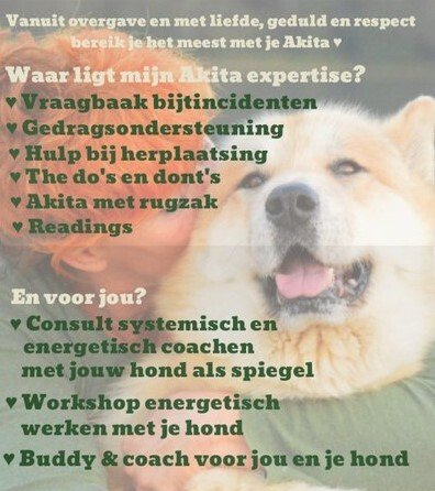 Buddy mens en akita, gedrag, deskundige, energetisch werken, akita, problemen, trekken aan de riem