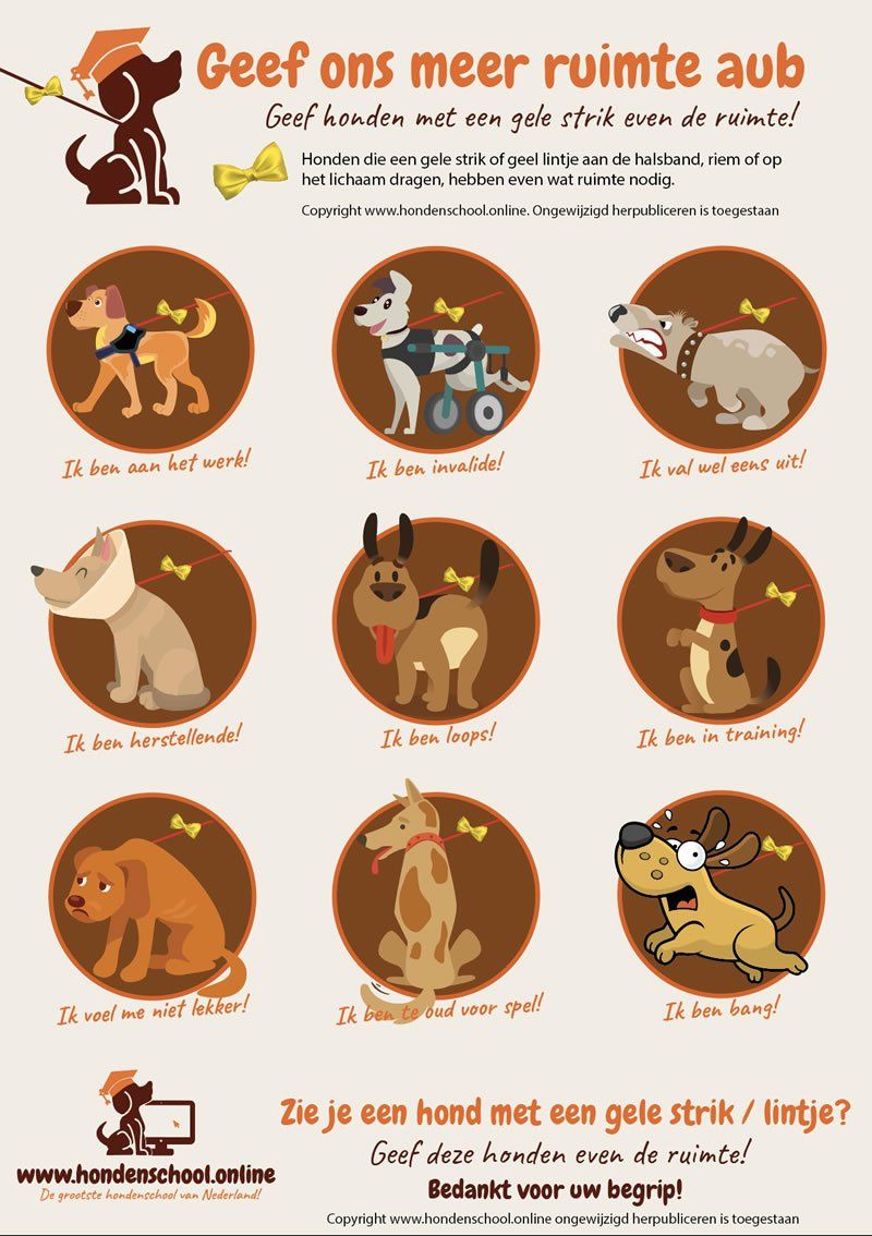 gele hond, yellow dog, online hondenschool, akita, honden, spiegel van de ziel, buddy voor mens en akita, trec events,