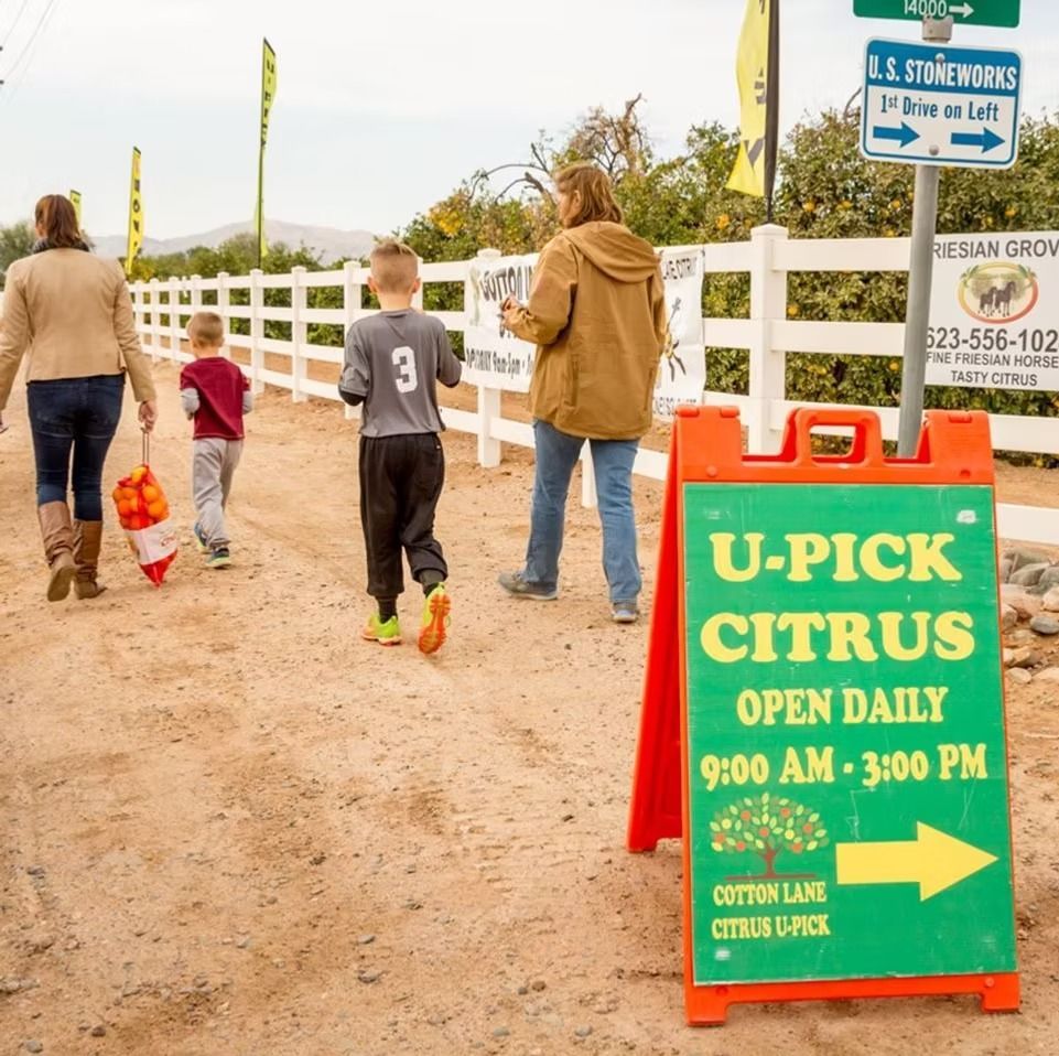 Family walking into U-pick citrus orchard past green sign, white fence, and dirt path