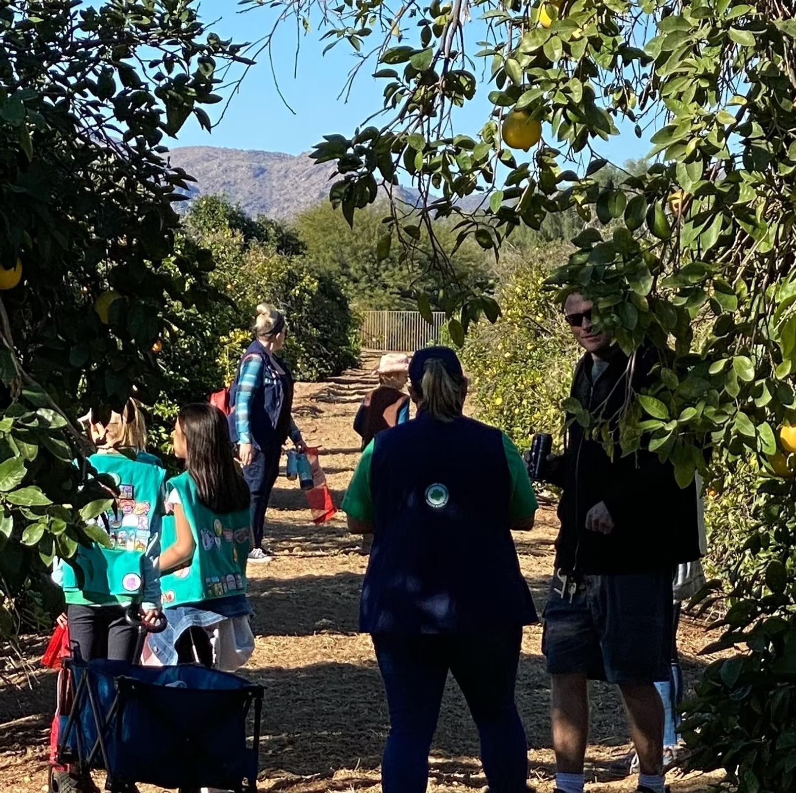 People walking along a sunny orchard path with trees and mountains in the background