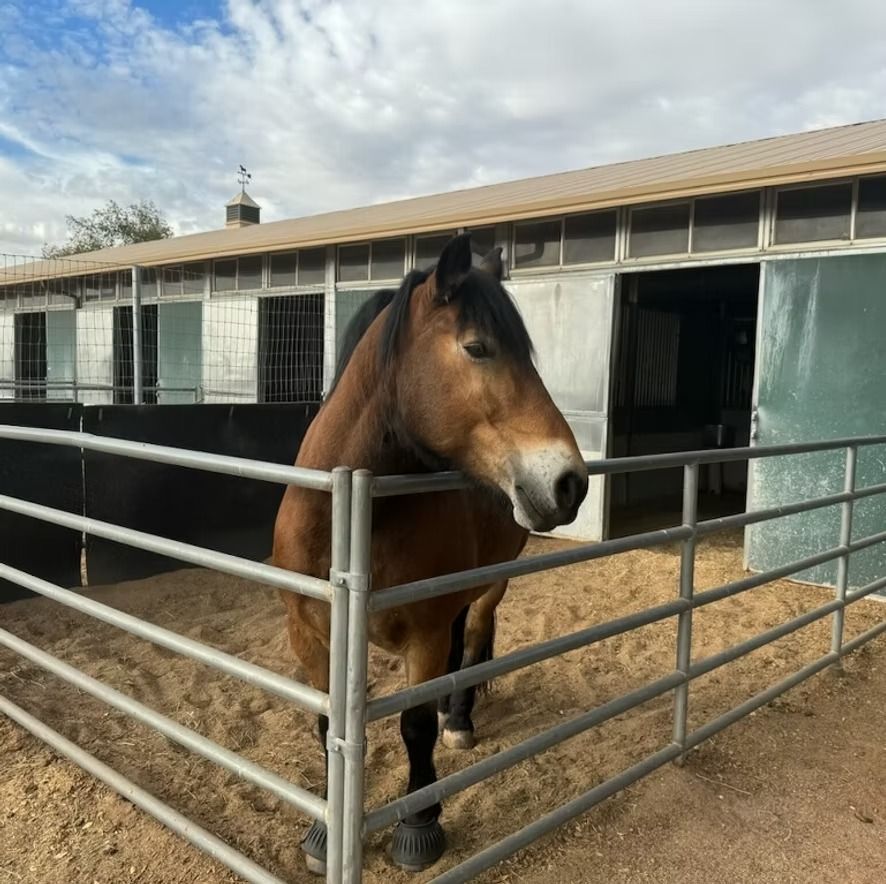 Brown horse standing in a stable doorway behind metal rails