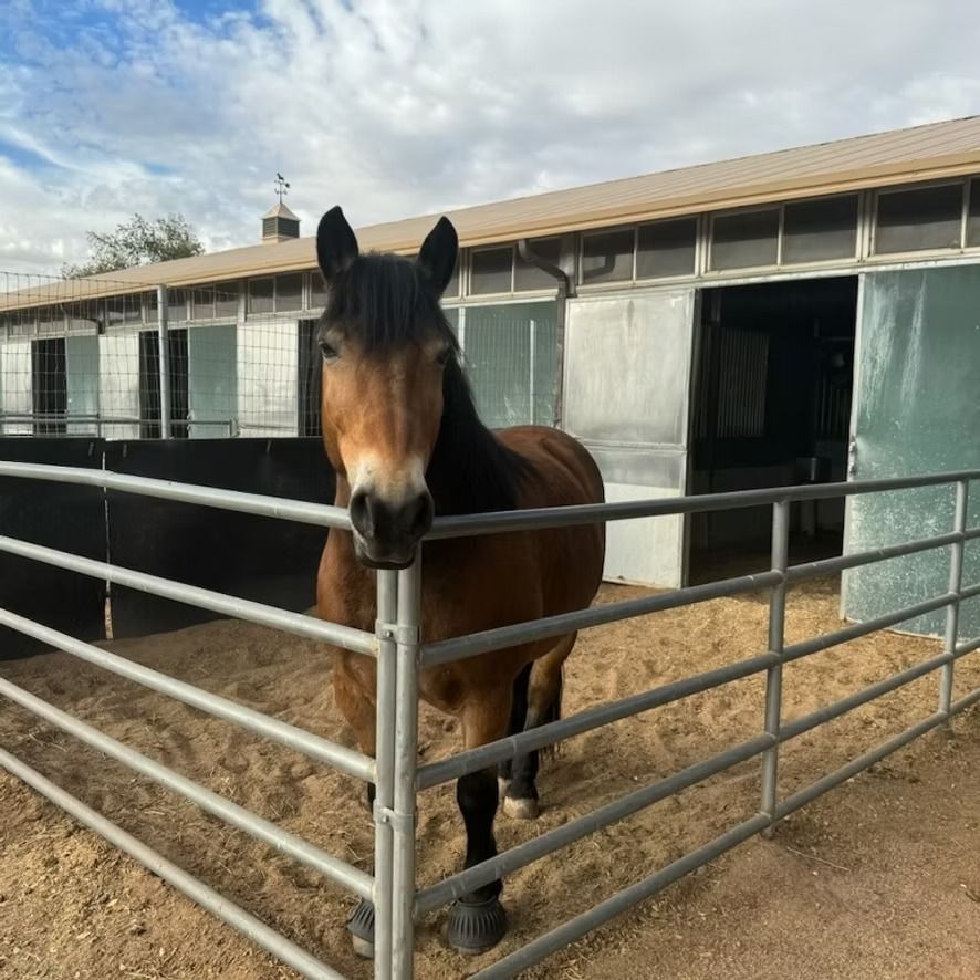 Brown horse standing in a stable pen behind metal rails, facing the camera