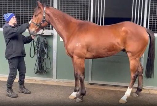 Tivaci x Cosmic - Gelding