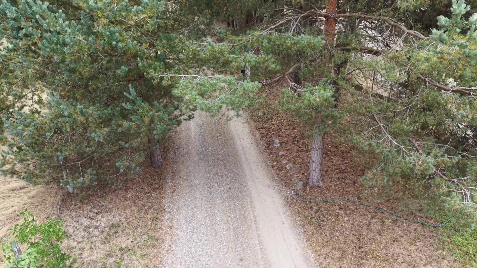 Repaired gravel driveway running through trees in Rochester, WA