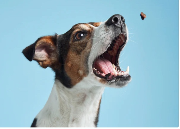 A brown and white dog is looking up at a treat in the air.
