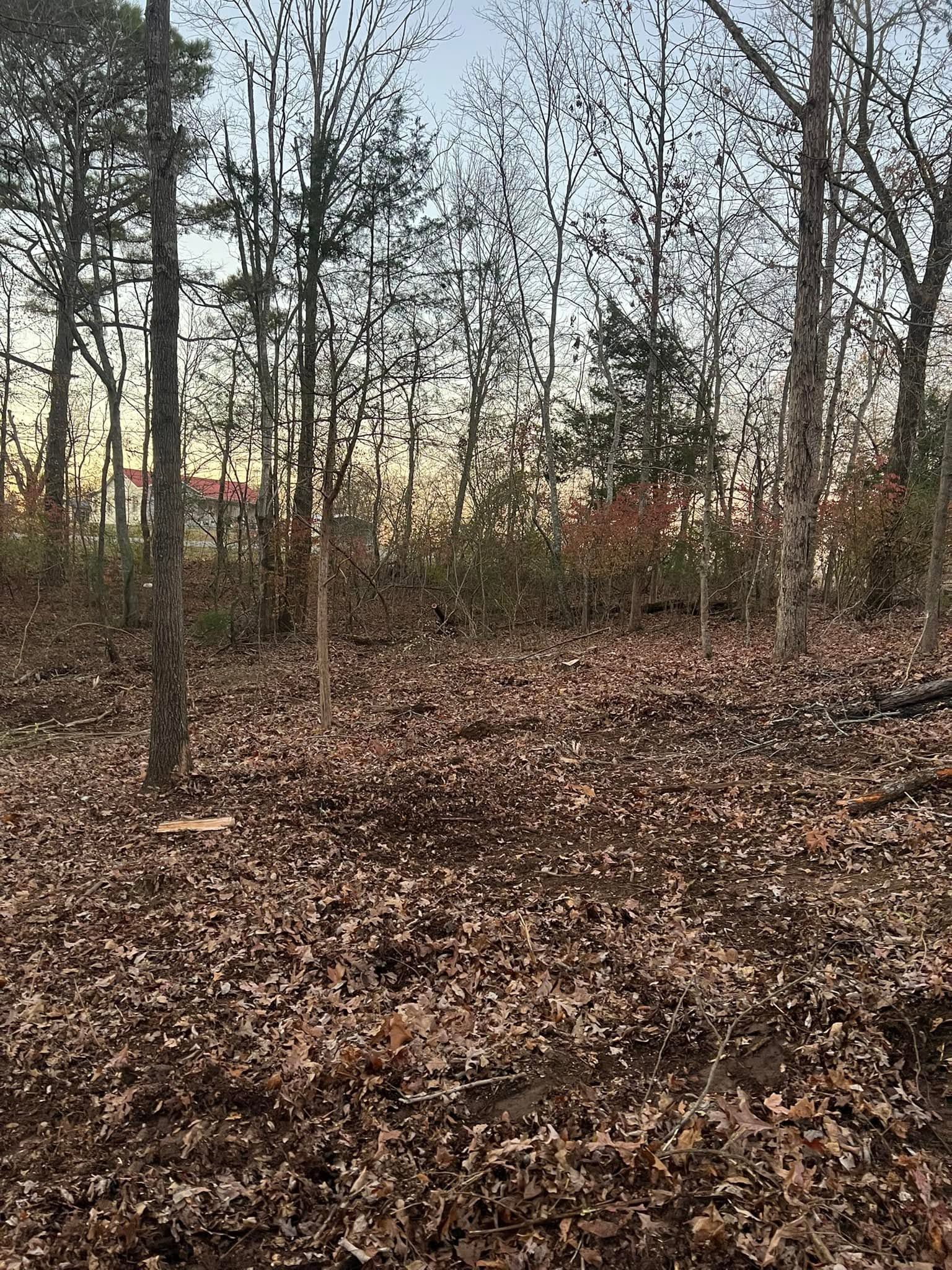 Leaf-covered woodland with tall bare trees at sunset